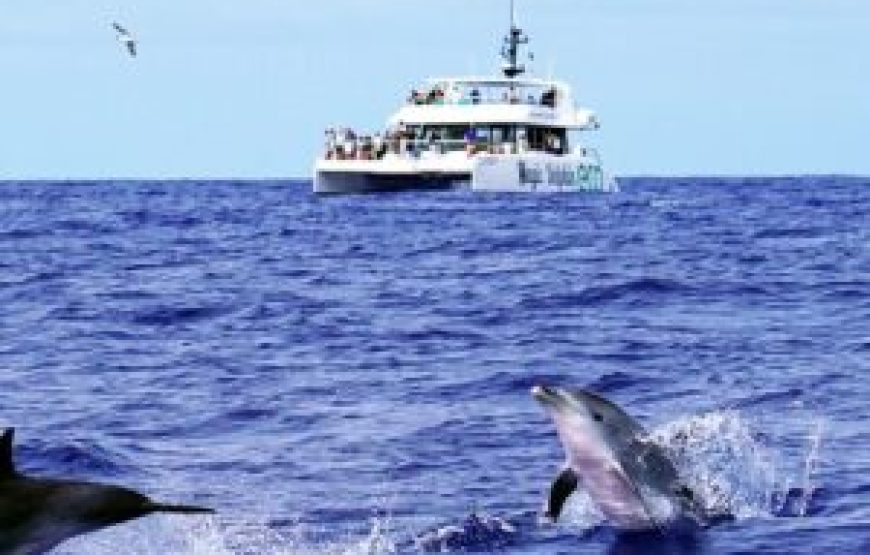 Observation des dauphins