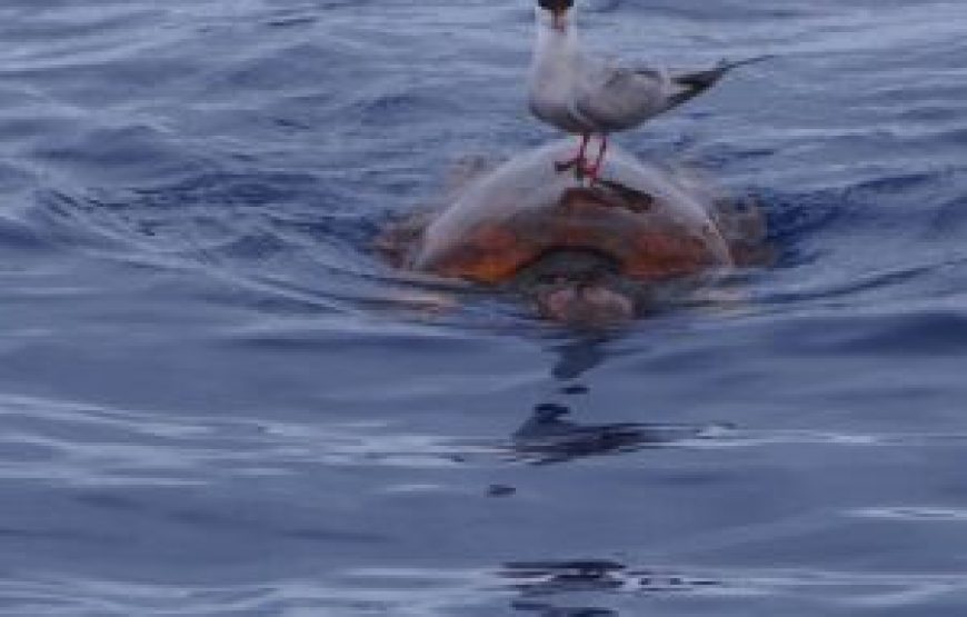 Observation des dauphins