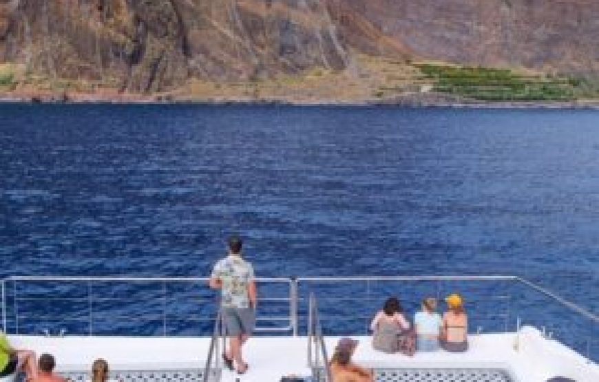 Observation des dauphins