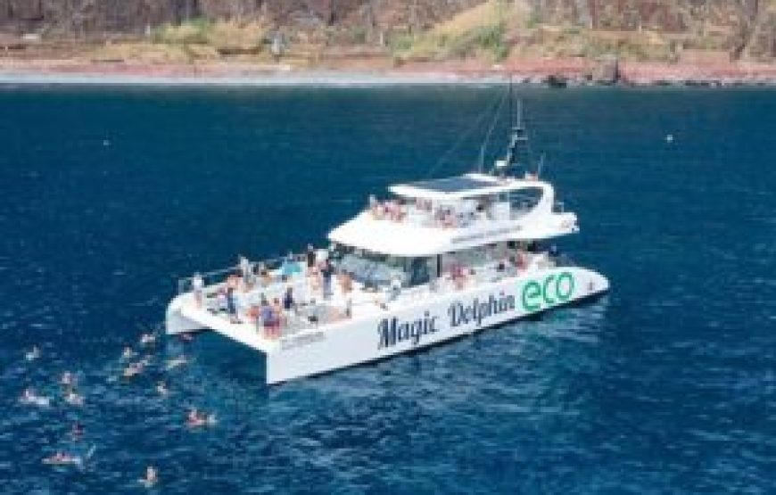 Observation des dauphins