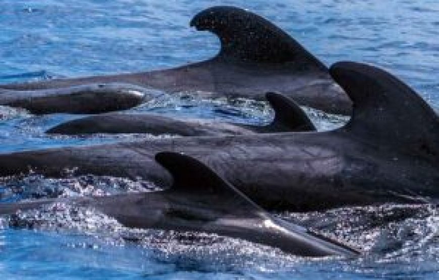 Observation des dauphins