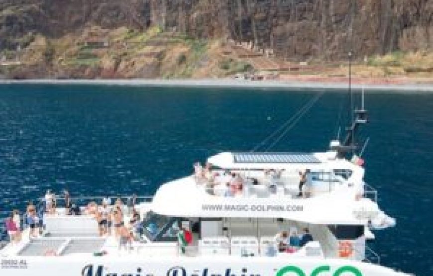 Observation des dauphins