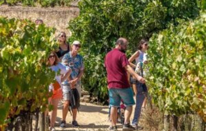 Visite Complète des vins