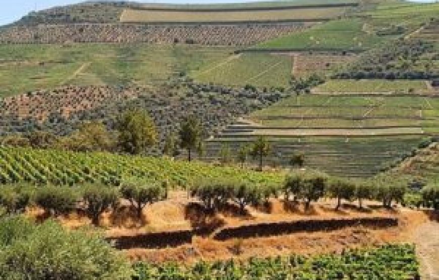 Visite Complète des vins