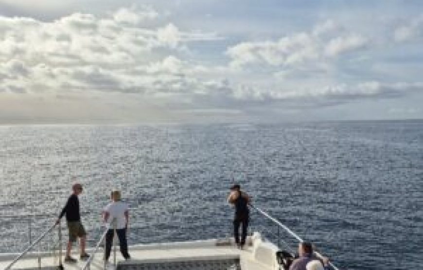 Observation des dauphins