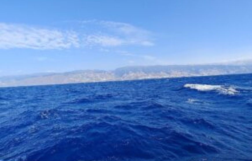 Observation des dauphins