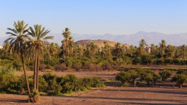 Faire une balade à chameau à la Palmeraie de Marrakech